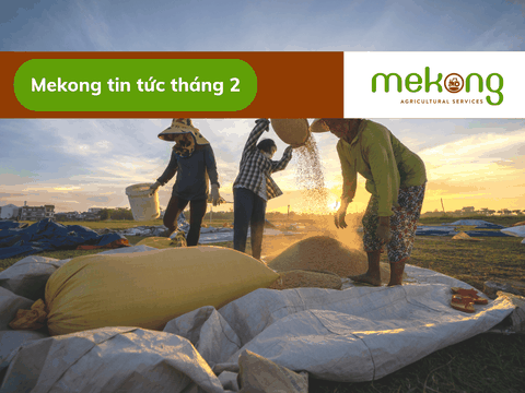 Gạo Việt xuất khẩu mạnh, nông dân trúng lớn vụ Đông Xuân 2023