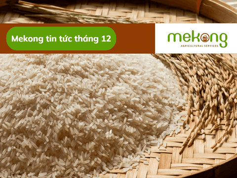 Xuất khẩu gạo Việt Nam dự kiến đạt kỷ lục mới 7 triệu tấn