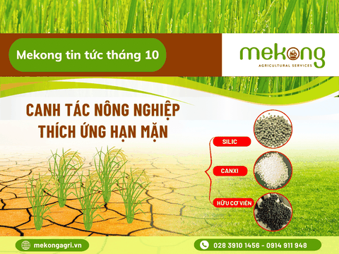 Kim ngạch xuất khẩu gạo lập đỉnh lịch sử, Mekong sẵn sàng vai trò cung ứng phân bón cho sản xuất lúa bền vững