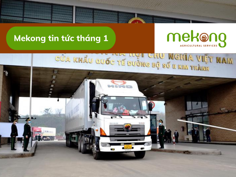 Các cửa khẩu nhộn nhịp khi Trung Quốc mở cửa biên giới