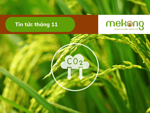 Chính phủ phê duyệt đề án 1 triệu hecta lúa chất lượng cao, giảm phát thải carbon tại ĐBSCL