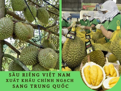 SẦU RIÊNG VIỆT NAM XUẤT KHẨU CHÍNH NGẠCH SANG TRUNG QUỐC