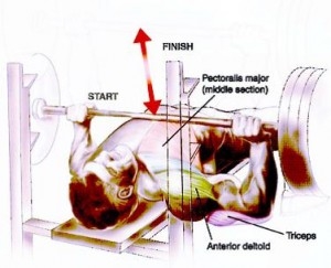 Các bài tập ngực trên ghế tạ đa năng