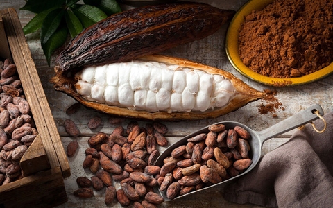 GIA CÔNG ĐÓNG GÓI CACAO