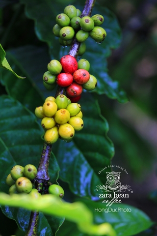 PHÂN BIỆT ROBUSTA VÀ ARABICA