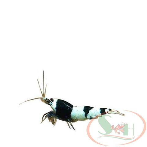 tép Panda taiwan bee shrimp