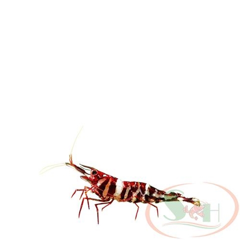 tép Sulawesi Tigri Shrimp