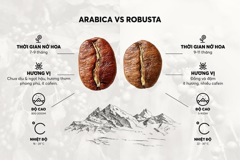 ĐIỂM KHÁC NHAU GIỮA CÀ PHÊ ARABICA VÀ CÀ PHÊ ROBUSTA