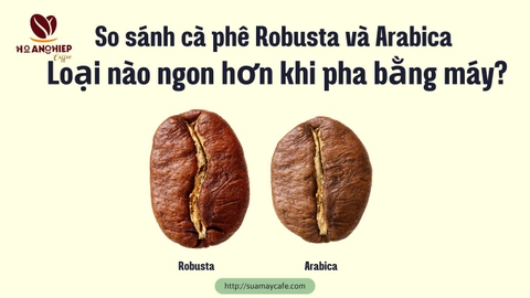 So sánh cà phê Robusta và Arabica – Loại nào ngon hơn khi pha bằng máy?
