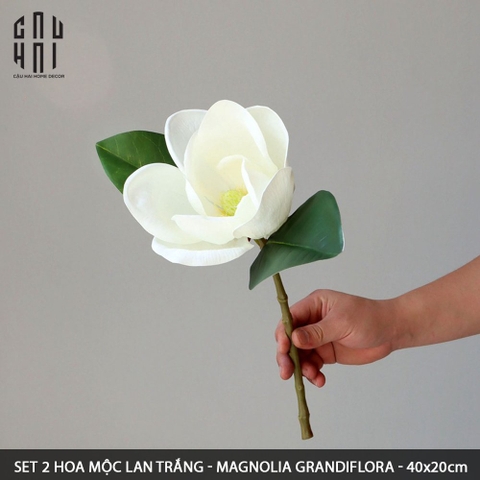 SET 2 HOA MỘC LAN TRẮNG - MAGNOLIA GRANDIFLORA