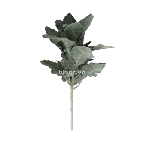Cành lá cúc lớn