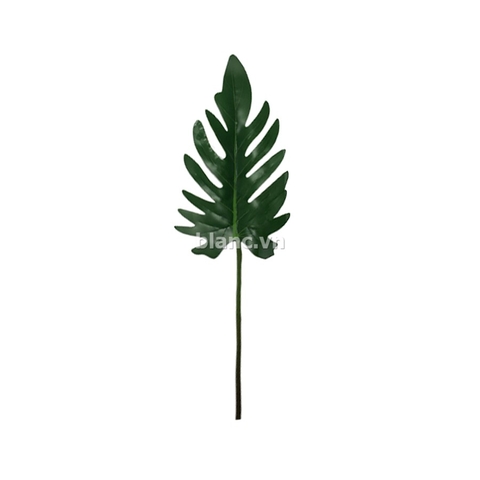 Cành lá dương xỉ