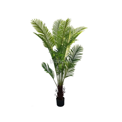 Cây cau trang trí 1.45m