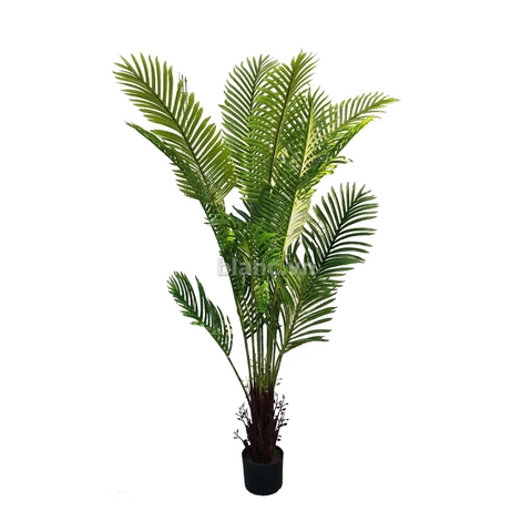 Cây cau trang trí 1.8m