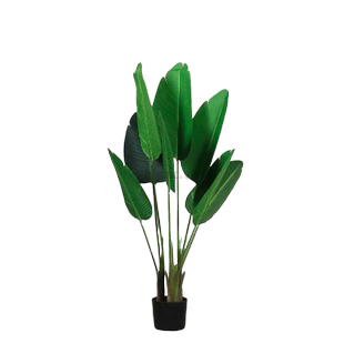 Cây lá chuối 115cm