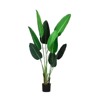 Cây lá chuối 135cm