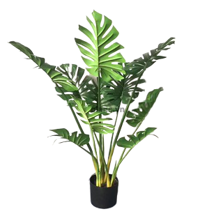 Cây trầu bà 113cm