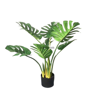 Cây trầu bà 80cm