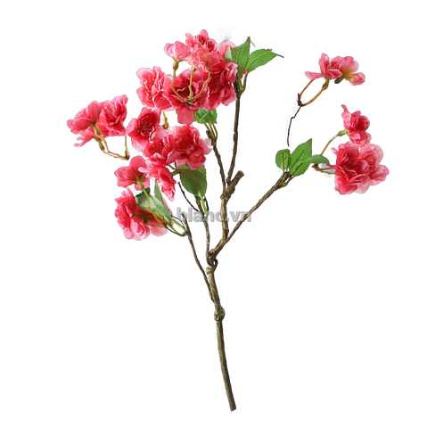 Cành hoa anh đào Nhật Bản