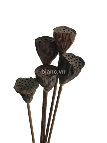 Đài sen giả