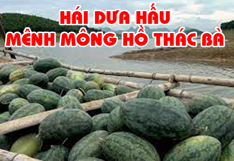 Du lịch vùng Tây Bắc - [Số 5] Trải nghiệm hái dưa hấu dưa lê trên Hồ Thác Bà cùng Hưng Việt Travel