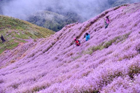 TREKKING TÀ CHÌ NHÙ - CHINH PHỤC “NÓC NHÀ” TỈNH YÊN BÁI