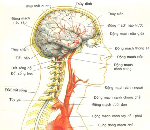 Nguyên nhân và cách điều trị thiểu năng tuần hoàn sống nền