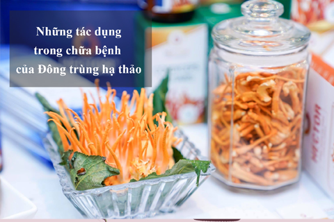 Những tác dụng quan trọng của Đông trùng hạ thảo trong điều trị các bệnh!