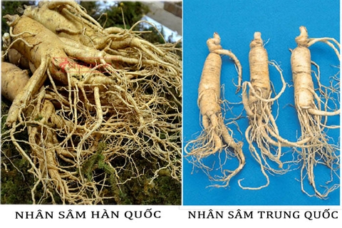CÁCH NHẬN BIẾT NHÂN SÂM THẬT GIẢ