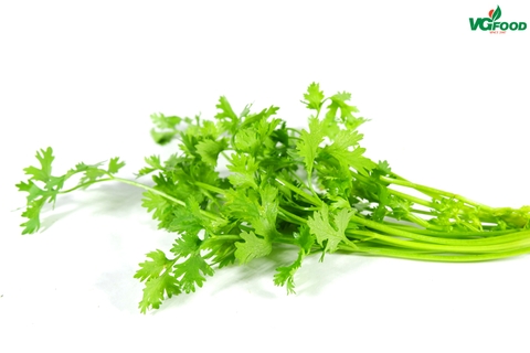 Ngò rí Coriander