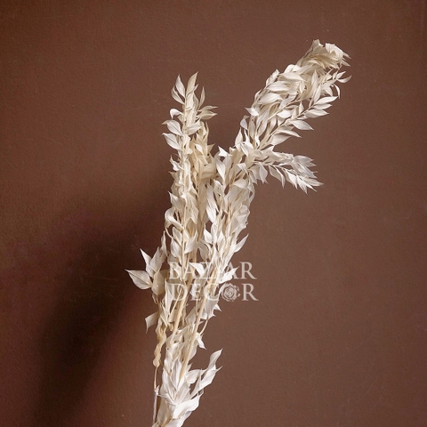 Bó hoa khô lá chanh ý màu trắng kem 80cm 25gr