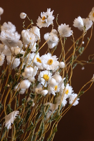 Bó hoa khô cúc đơn điểu trắng 25gr