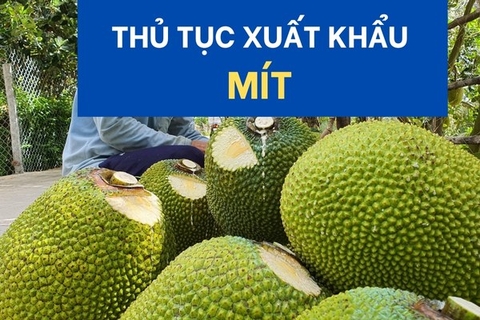 Thủ tục xuất khẩu mít chi tiết theo quy định hiện nay