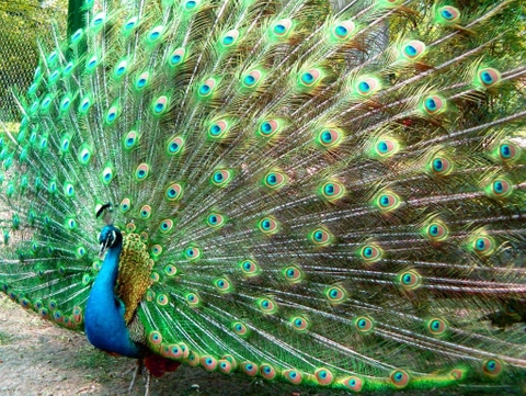 Đáng kinh ngạc với những loài chim đẹp nhất thế giới