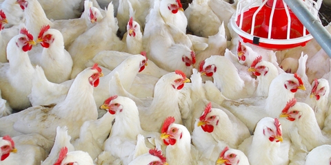Thu nhập cao nhờ mô hình nuôi gà ác