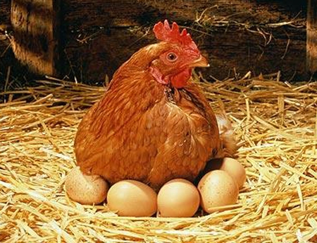 Khởi nghiệp nuôi gà đẻ trứng, lãi hơn 20 triệu mỗi tháng