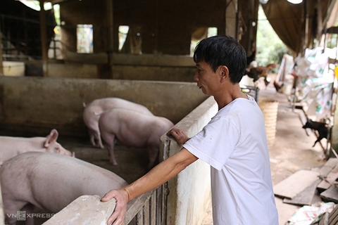 Hộ chăn nuôi không còn lợn bán