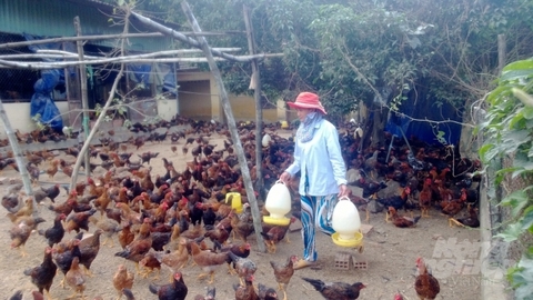Đầu ra gà thịt bắt đầu ‘thông’, giá tăng nhẹ