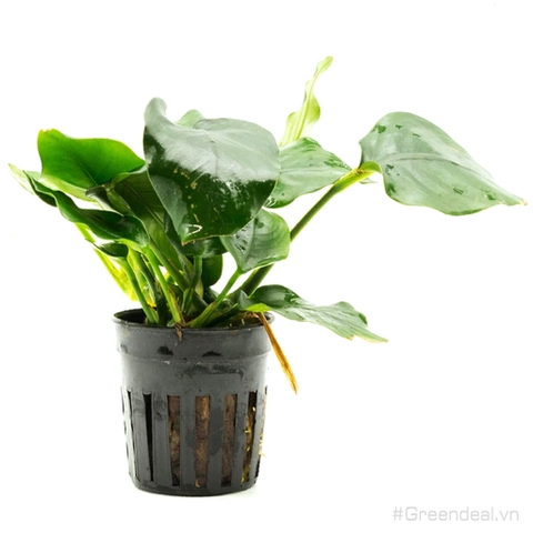 Anubias barteri var. nana 