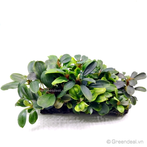 Bucephalandra .sp Thủy Mộc lá nhỏ (Giá thể Napad)