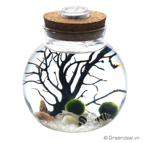 Moss Ball - Marimo