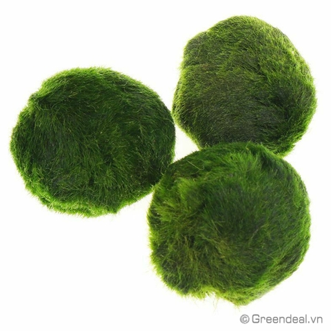 Moss Ball - Marimo