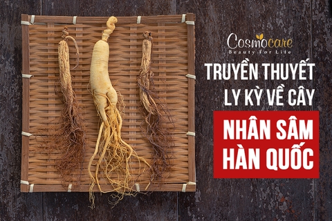 TRUYỀN THUYẾT LY KỲ VỀ CÂY NHÂN SÂM HÀN QUỐC