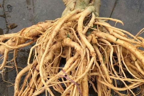 Ưu và nhược điểm của Hắc Sâm củ khô