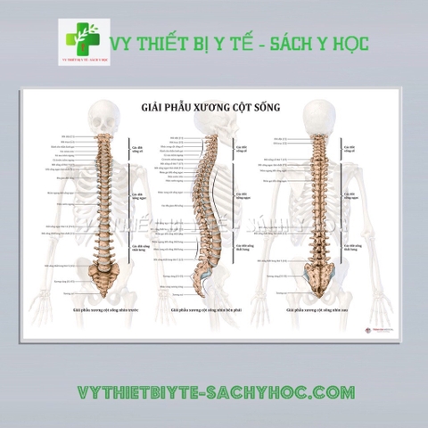 Tranh giải phẫu Xương cột sống ( Decal hoặc ép gỗ)