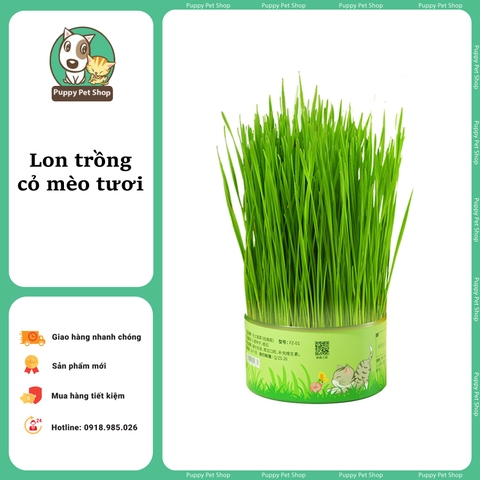 Lon hạt giống trồng cỏ mèo tươi Sun Sun