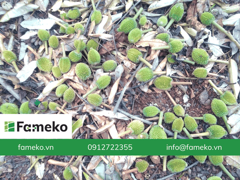 Kỹ thuật chặn đọt sầu riêng hiệu quả