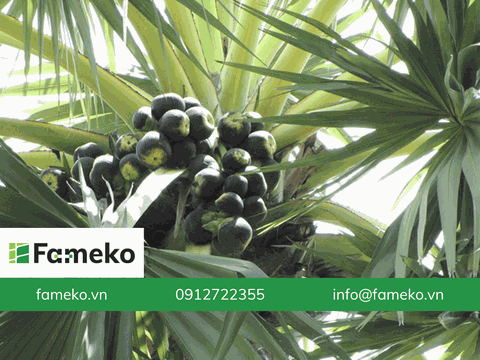 An Giang tiến tới hình thành vùng sản xuất thốt nốt hữu cơ