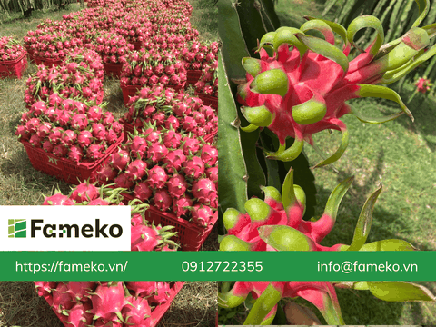 Giá tăng gấp 3, thanh long sẽ trở lại vị thế trái cây tỷ USD