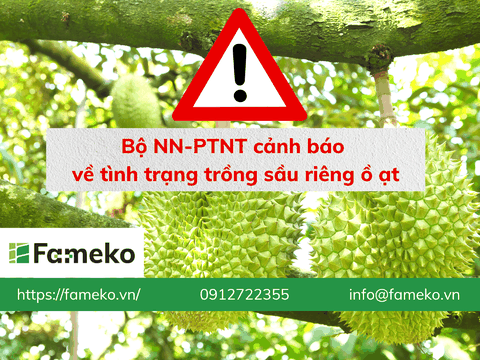 Sầu riêng phát triển quá 'nóng', Bộ lại chỉ đạo khẩn